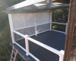 Trex Clam Gray Pics 2