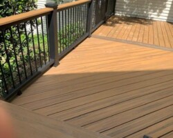 Trex Havana Gold Pics 3